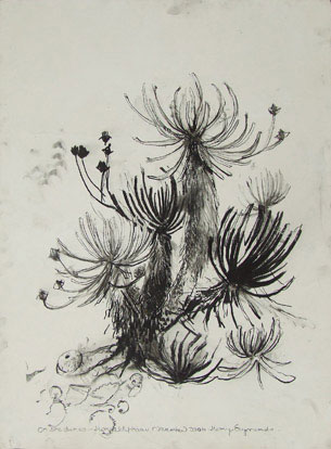 On the dunes – Hondeklipbaai Charcoal on Paper 560 x 760