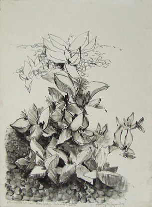 Pleiospilos near Three Sisters Charcoal on Paper 560 x 760